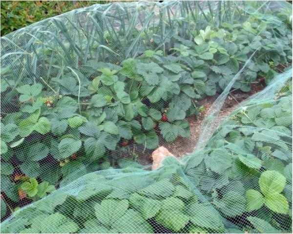 Защитная сетка для растений Протэкт Сетка от птиц 2x10м / 3893