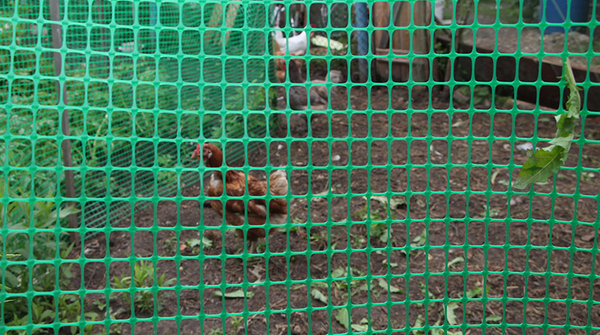 Сетка садовая Протэкт Яркая 20x20 / 9728