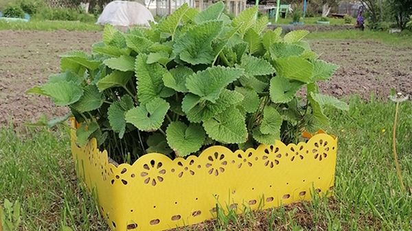 Изгородь декоративная Протэкт Декор / 9205