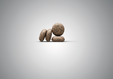 Сухой корм для собак Josera Adult with Lamb Mini