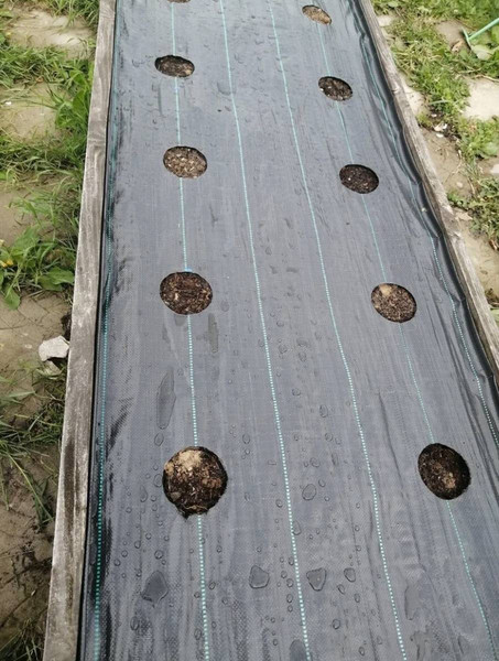 Укрывной материал GreenTerra Агроткань ПП 180 UV 130г/м2