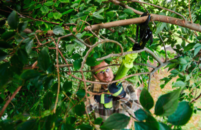 Сучкорез аккумуляторный Ryobi OLP1832BX / 5133004392