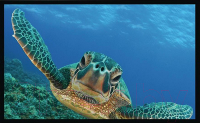 Проекционный экран Seemax Plain FP120HPM