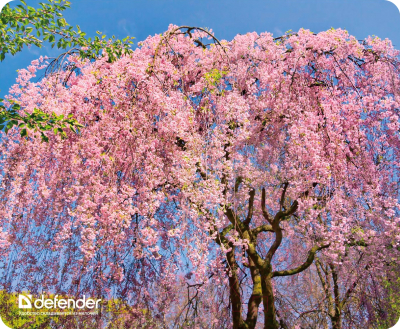 Коврик для мыши Defender Silk Pad Nature / 50707