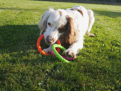 Игрушка для собак Rosewood Три кольца / 40324/RW