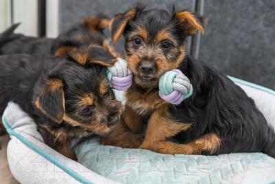 Игрушка для собак Trixie Гантели 32811