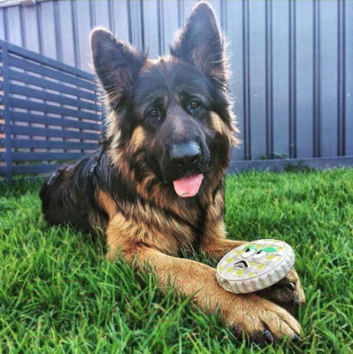 Игрушка для собак DOOG Яблочный пирог / Feast03