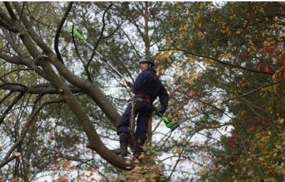 Сучкорез Greenworks G40PSF