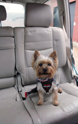 Ремень безопасности для собак Halti Clix CarSafe с ремнем безопасности / LC01