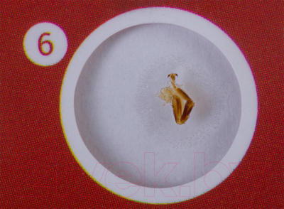 Набор микропрепаратов Levenhuk LabZZ C12 / 72868