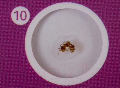 Набор микропрепаратов Levenhuk LabZZ C12 / 72868