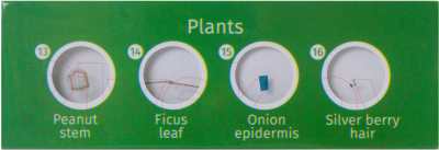Набор микропрепаратов Levenhuk LabZZ P12 / 72869