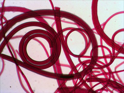 Набор микропрепаратов Levenhuk N80 NG Увидеть все! / 29280