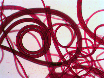 Набор микропрепаратов Levenhuk N10 NG / 29279