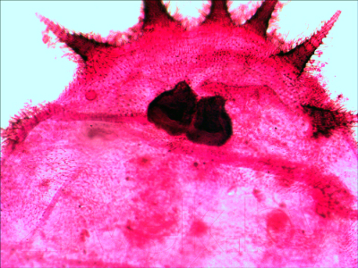 Набор микропрепаратов Levenhuk N20 NG / 29277 - фото