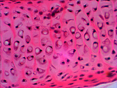 Набор микропрепаратов Levenhuk N20 NG / 29277