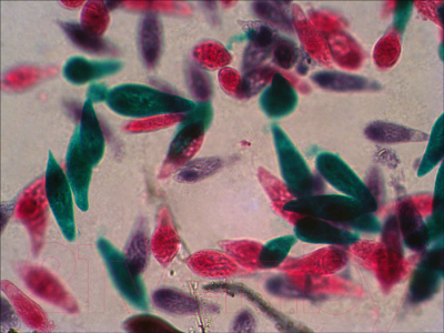 Набор микропрепаратов Levenhuk N38 NG / 29278