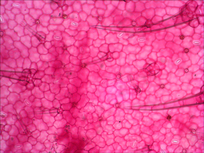 Набор микропрепаратов Levenhuk N38 NG / 29278