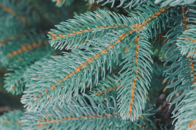 Ель искусственная Бифорес Дриада микс голубая / ДРМГ 220