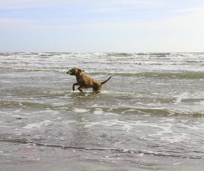 Игрушка для собак Rosewood Кость зеленая / 40322/RW