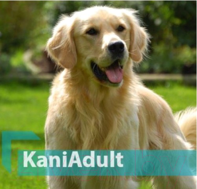 Сухой корм для собак Quicker Kani Adult Beef