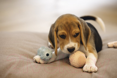 Игрушка для собак Beeztees Мяч / 626847