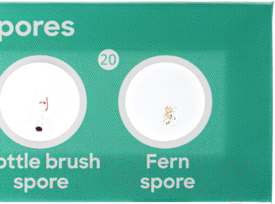 Набор микропрепаратов Discovery Флора / 78225