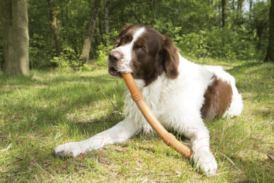 Игрушка для собак Beeztees Sumo Fit Stick / 626635