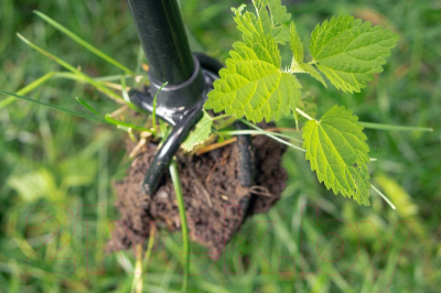 Культиватор ручной Tornadica TOR-32SOR