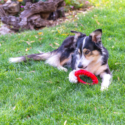 Игрушка для собак Ferplast Кольцо S / 86791012