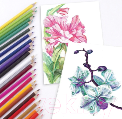 Набор акварельных карандашей Brauberg Академия / 181400