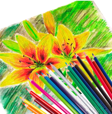 Набор цветных карандашей Brauberg Premium / 181652