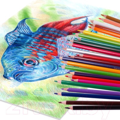 Набор цветных карандашей Brauberg Premium / 181654