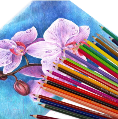 Набор цветных карандашей Brauberg Premium / 181657