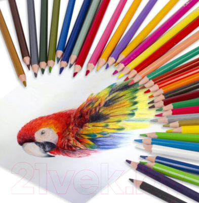 Набор цветных карандашей Brauberg Premium / 181669