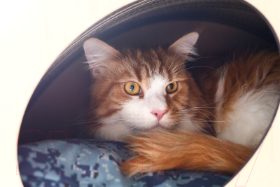 Домик-когтеточка Чешир Эскимос