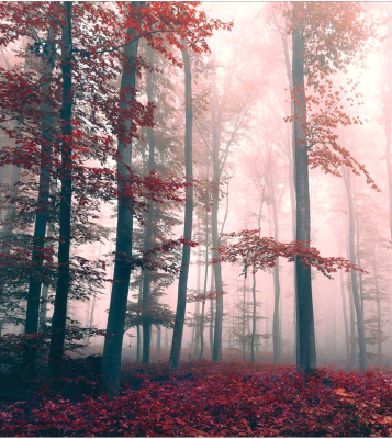 Шторка-занавеска для ванны JoyArty Загадка леса / sc_7206 - фото