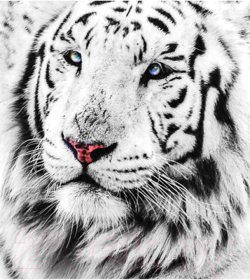 Шторка-занавеска для ванны JoyArty Белый тигр / sc_12734 - фото