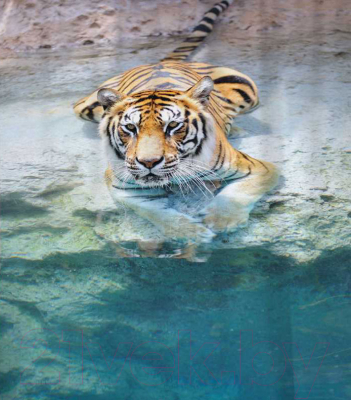 Шторка-занавеска для ванны JoyArty Прохлада для тигра / sc_12726 - фото