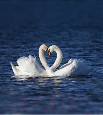 Шторка-занавеска для ванны JoyArty Любовь лебедей / sc_79748 - фото