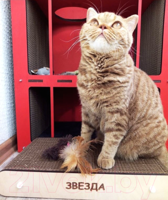 Лежанка-когтеточка Чешир Мини / 375-27