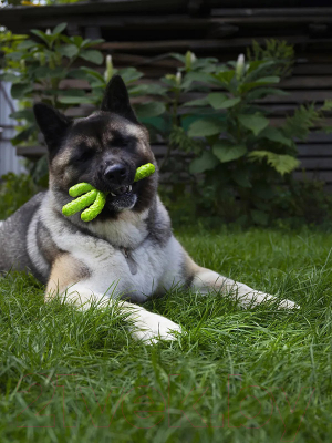 Игрушка для собак Fancy Pets Кактус / FPP13