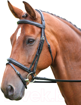 Оголовье для лошади Salisbury Bodenham COB / 293/BLACK/COB - фото