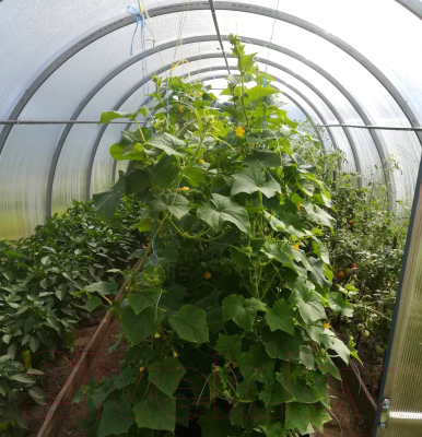 Теплица КомфортПром 3x6м(1) / 10014064