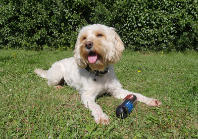 Игрушка для собак Rosewood Палка мигающая / 40341/RW