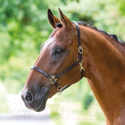 Недоуздок для лошади Bridleway Bridleway COB / V557/HAVANA/COB