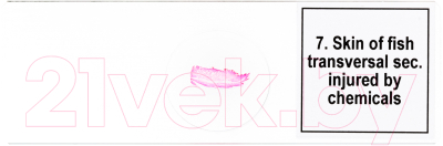 Набор микропрепаратов Levenhuk Discovery Prof DPS 25 / D78415