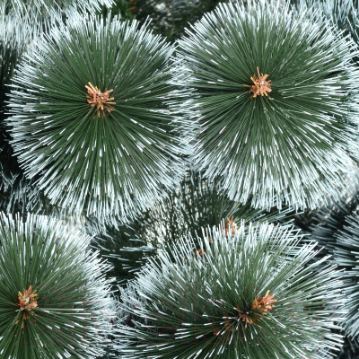 Сосна искусственная Erbis Темная с белыми кончиками 150