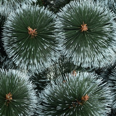 Сосна искусственная Erbis Темная с белыми кончиками 220