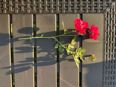 Стол пластиковый Ingreen Rattan / ING6183ГШК